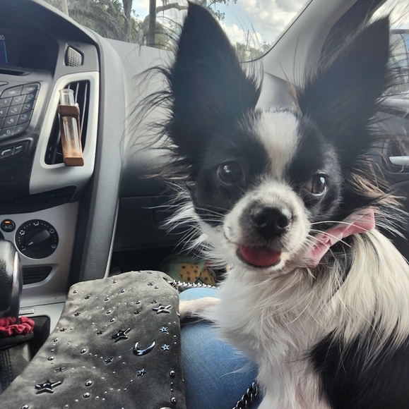 Meet your Posher, Erin (smoke free home) - Picture 7 of 8